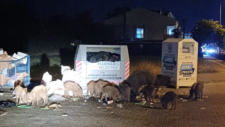 Muğla’da Marmaris Belediyesi’nin ihmali yaban domuzlarını şehre doldurdu