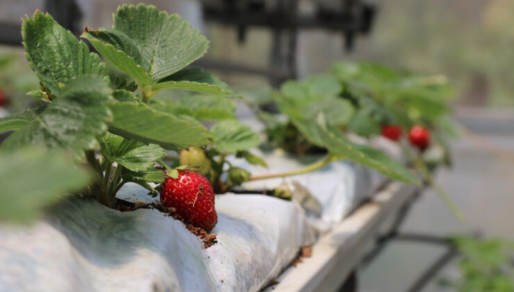 Ne toprak var, ne saksı! Bu çilekler damak çatlatıyor…