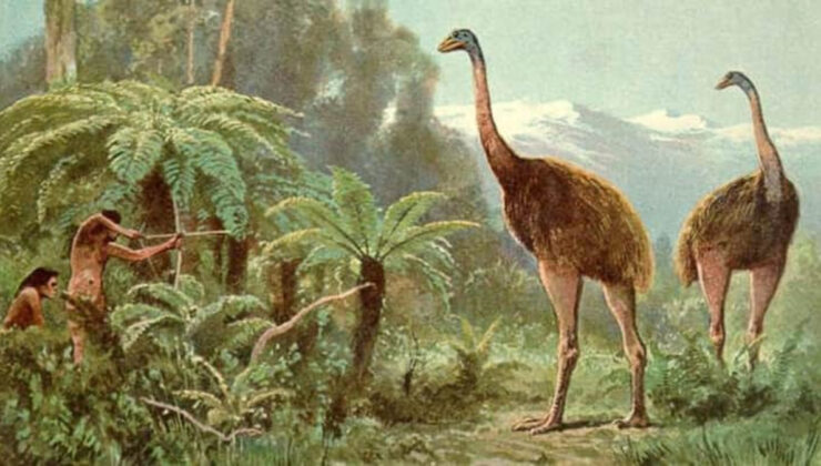 Nesli tükenmiş 3.6 metre boyundaki kuş yakında aramızda dolaşabilir