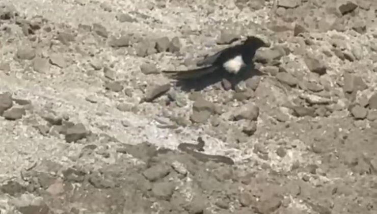 Nevşehir’de yılanın karga ve kartalla mücadelesi