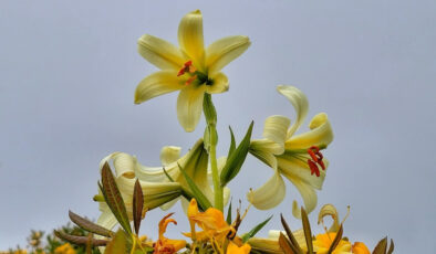 Ordu’ya özgü çiçeği koparmanın cezası 240 bin lirayı aşıyor