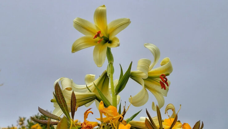 Ordu’ya özgü çiçeği koparmanın cezası 240 bin lirayı aşıyor