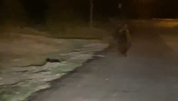 Sakarya’da kırsal mahalleye inen ayı cep telefonuyla görüntülendi