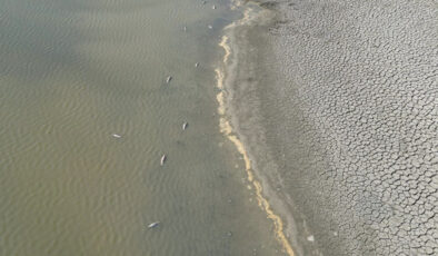 Tekirdağ’da kuraklık çok sayıda balık ölümlerine sebep oldu