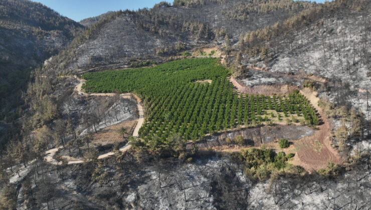 Türkiye’nin ciğerlerini yakan yangında mucize: Yemyeşil kaldı