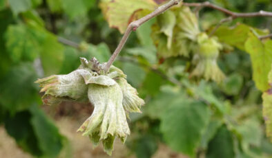 Ordu’da Fındık Rekoltesi Yüzde 70 Düştü!