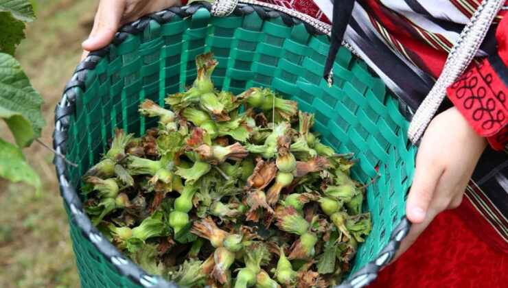 Valilik duyurdu: Yeni hasat sezonunda fındık işçisinin yevmiyesi belli oldu!