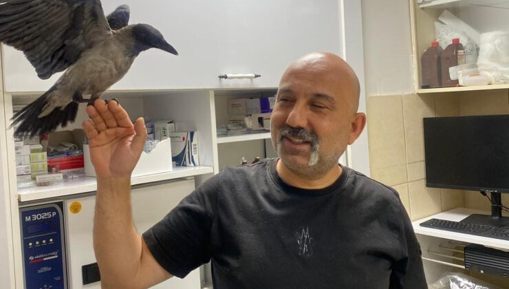 Yaralı buldu iyileştirdi: Tedavi ettiği karga yanından ayrılmıyor