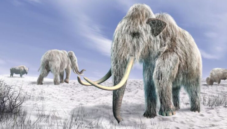 75 bin yıllık kemikler buzul çağı hayvanlarının ürkütücü kaderini ortaya çıkardı