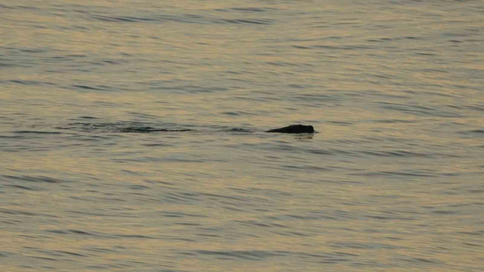 Faroz Limanı su samuru