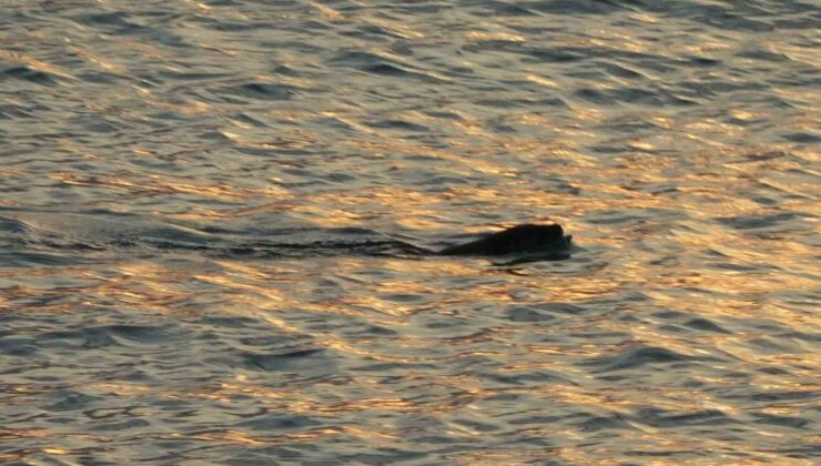 Faroz Limanı’nda Su Samurları Görüldü