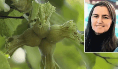 Giresun’da Arı Sokması Can Aldı