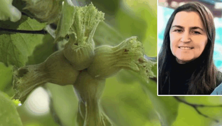 Giresun’da Arı Sokması Can Aldı