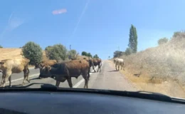 Şebinkarahisar’da Başıboş İnekler Trafik ve Çevre Güvenliğini Tehdit Ediyor