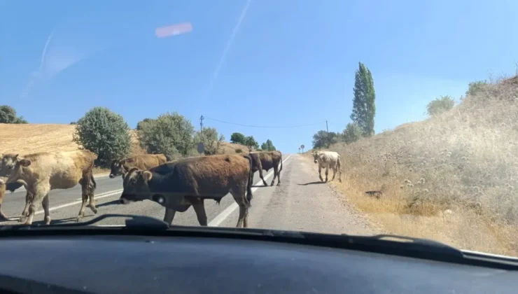 Şebinkarahisar’da Başıboş İnekler Trafik ve Çevre Güvenliğini Tehdit Ediyor