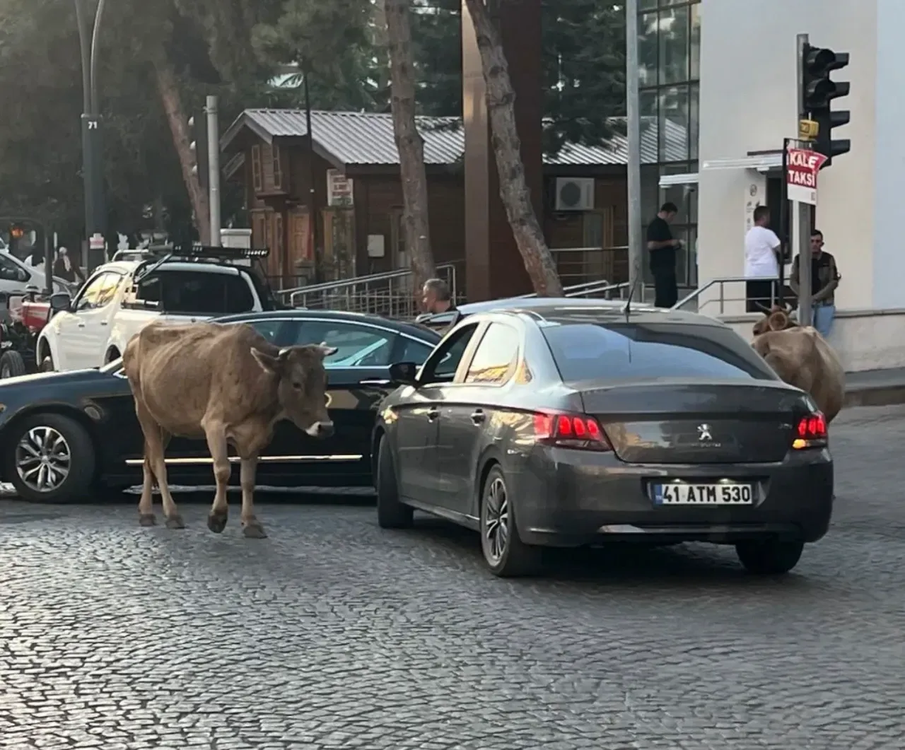 Şebinkarahisar başıboş inekler1