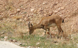 Dereli-Şebinkarahisar Yolundaki Yaban Keçisi Doğaya Bırakıldı