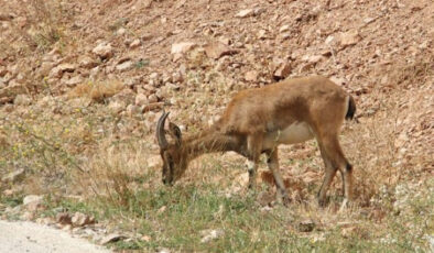 Dereli-Şebinkarahisar Yolundaki Yaban Keçisi Doğaya Bırakıldı