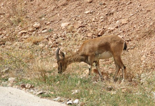 Dereli-Şebinkarahisar Yolundaki Yaban Keçisi Doğaya Bırakıldı