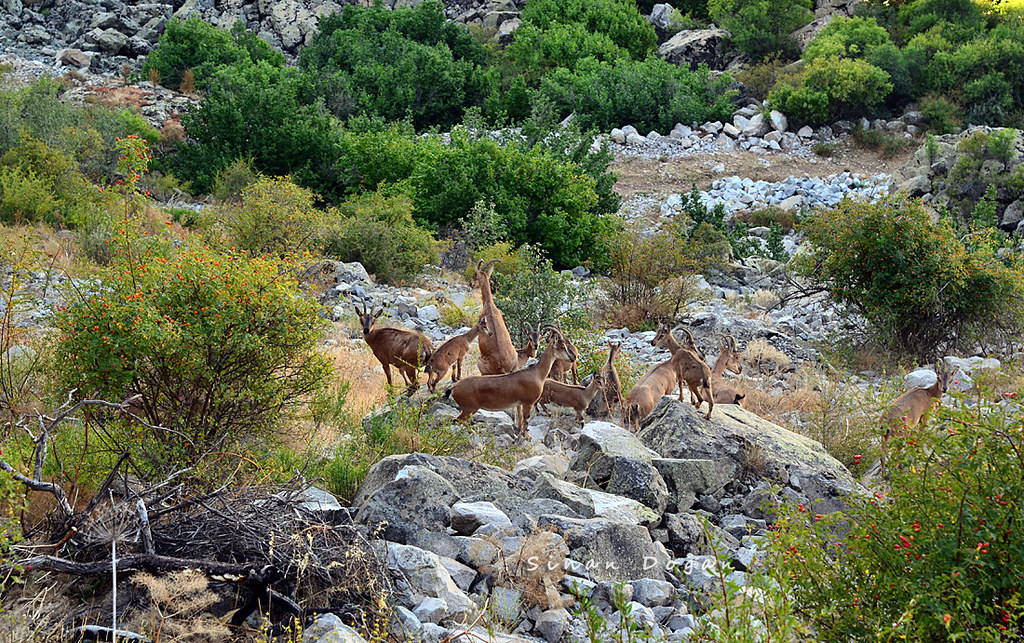 Yaban Keçisi Şebinkarahisar2