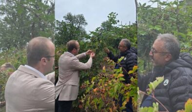 Yavuzkemal’de Böğürtlen ve Ahududu Ek Gelir Kaynağı Oldu