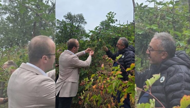 Yavuzkemal’de Böğürtlen ve Ahududu Ek Gelir Kaynağı Oldu