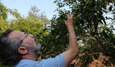 Adana’da kuraklık narenciye bahçelerini tehdit ediyor