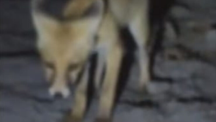 Amasya’da tilkiyi eliyle besledi