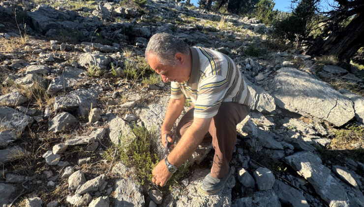 Antalya’da şifalı taş kekiği için bin 800 rakımlı yaylaya çıkıyorlar