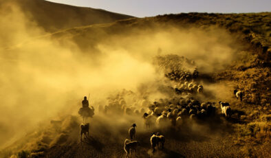 Bitlis’te sürülerin tozlu yolculuğu havadan görüntülendi