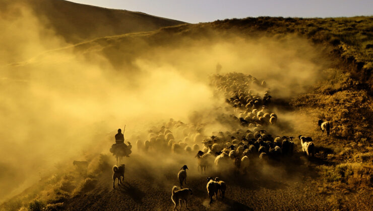 Bitlis’te sürülerin tozlu yolculuğu havadan görüntülendi