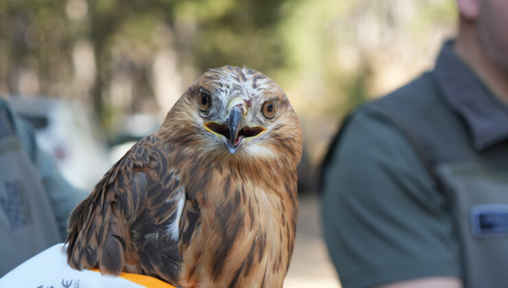 Doğaya dönüş yapan 76 bin hayvan: DKMP’nin büyük başarısı