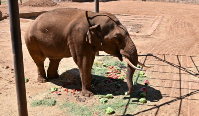 Dünya’nın ilk tüp bebek fili Gabi için özel menü
