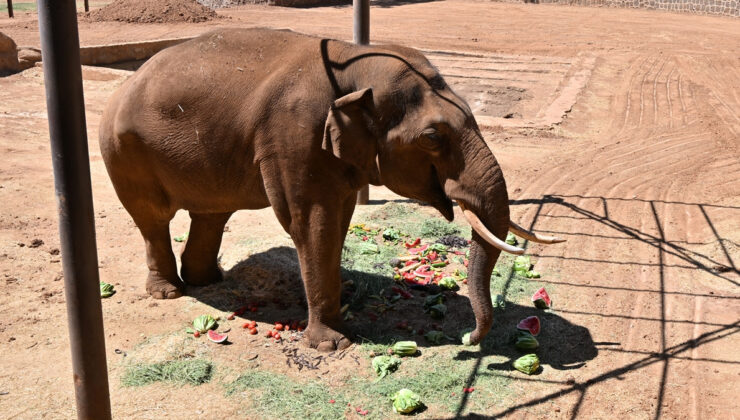 Dünya’nın ilk tüp bebek fili Gabi için özel menü