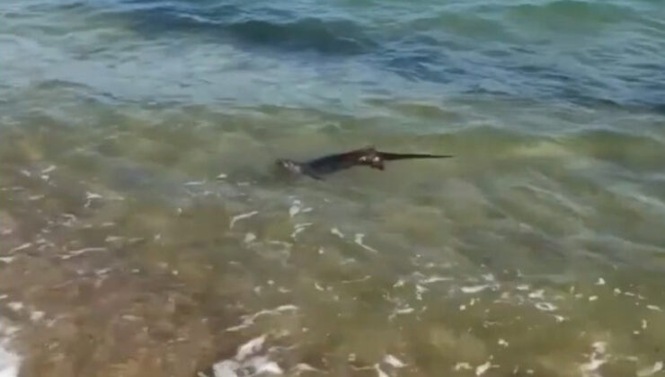 Edirne’de su samurunun deniz keyfi