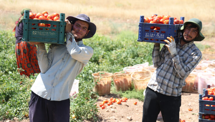 Elazığ’da Domates Hasadı Başladı: Tarlada 8 TL, Markette 25 TL