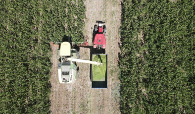 Erzincan’da silajlık mısır üretimi besiciye kazanç sağlıyor