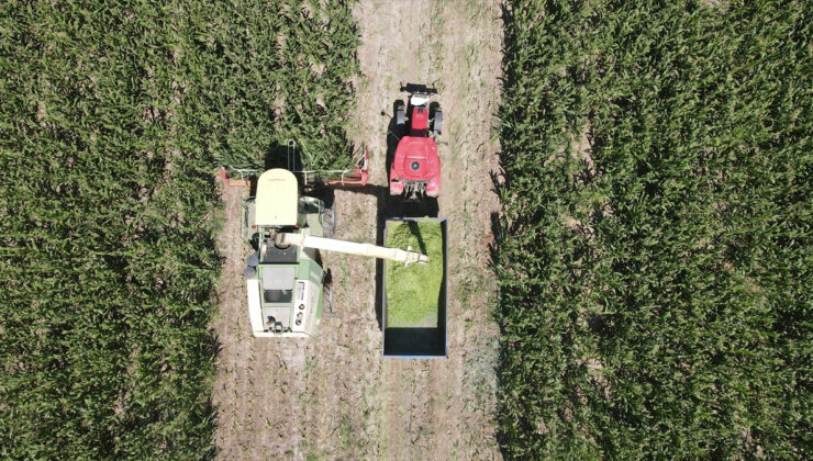 Erzincan’da silajlık mısır üretimi besiciye kazanç sağlıyor