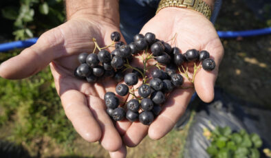 Gümüşhane’de ‘süper meyve’ aronya yüksek verime ulaştı