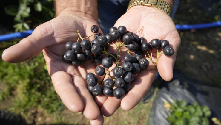 Gümüşhane’de ‘süper meyve’ aronya yüksek verime ulaştı