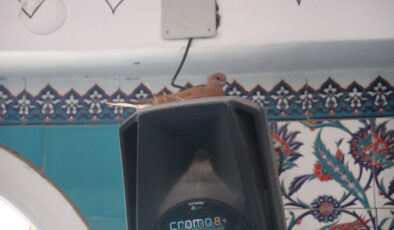 Hatay’da camiye yuva yapan kuşlar, cemaatin korumasında