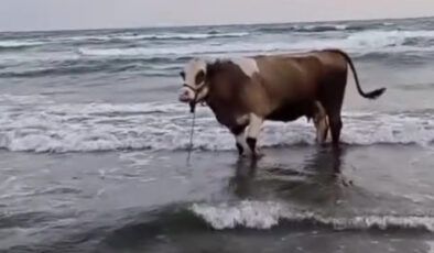 Hatay’da Kavurucu Sıcaklar Hayvanları da Vurdu