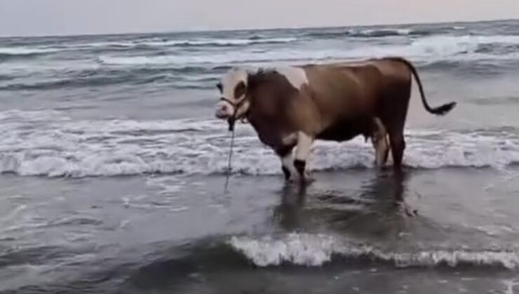 Hatay’da Kavurucu Sıcaklar Hayvanları da Vurdu