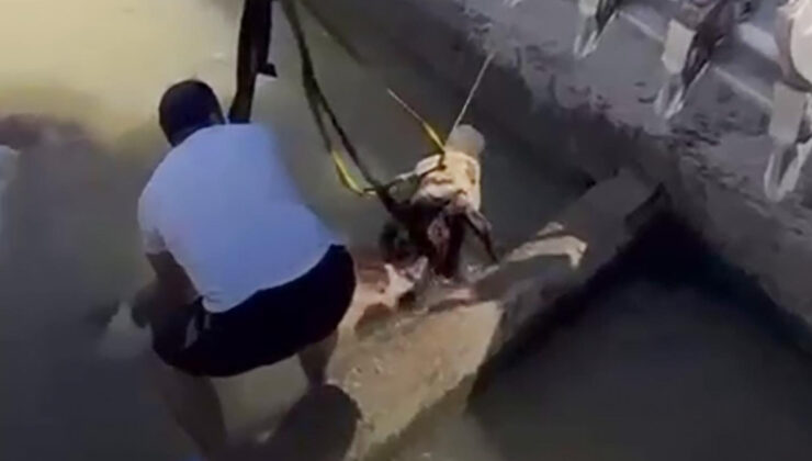 Iğdır’da su kanalına düşen dana, iş makinesiyle kurtarıldı