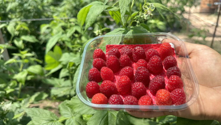 Isparta’da ahududu üretimi yaygınlaştı
