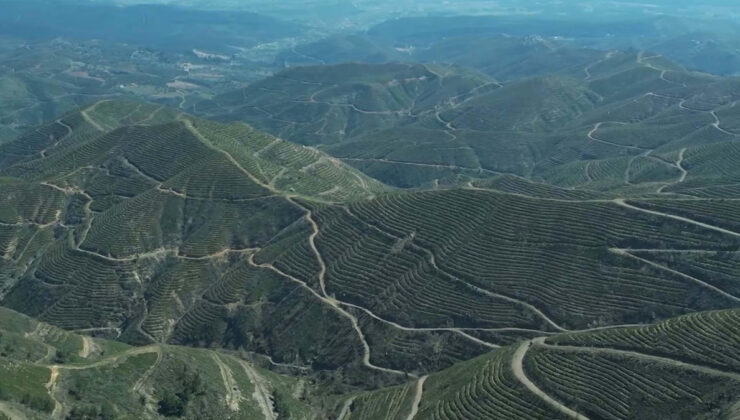 İzmir’de 5 yıl önce yanan orman, dikilen fidanlarla yeniden yeşerdi