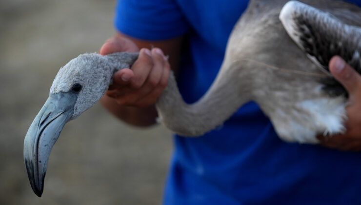 İzmir’deki 650 yavru flamingo halkalandı