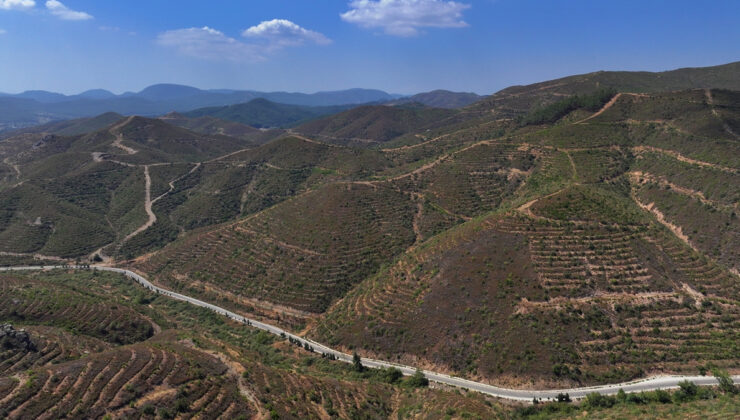 İzmir’deki yangından sonra dikilen fidanlar 6 yıl aradan sonra 2 metreye ulaştı
