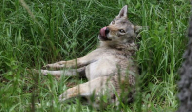 Kars’ta 50. kurda da uydu vericisi takıldı