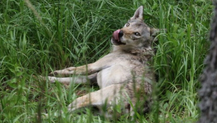 Kars’ta 50. kurda da uydu vericisi takıldı